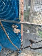 3 zebravinken, Dieren en Toebehoren, Vogels | Overige Vogels