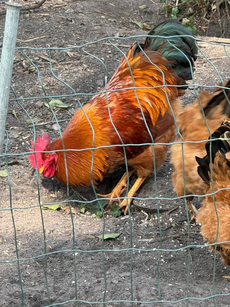 Legkip kuikens ( kunnen bij broedse kip), Dieren en Toebehoren, Pluimvee, Kip