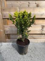 Buxus in pot (30/35 cm), Tuin en Terras, Ophalen, Buxus, Haag, Minder dan 100 cm