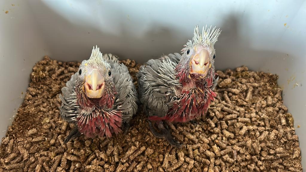 Cacatoès rosalbin Eam, Dieren en Toebehoren, Vogels | Parkieten en Papegaaien, Papegaai, Geringd