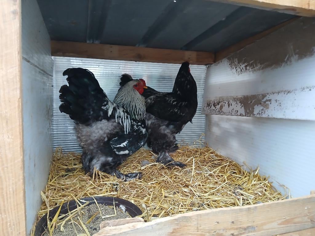 brahma hanen, Mâle, Poule ou poulet