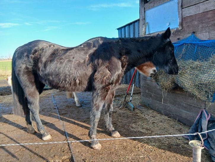 Verzorger gezocht, Dieren en Toebehoren, Paarden
