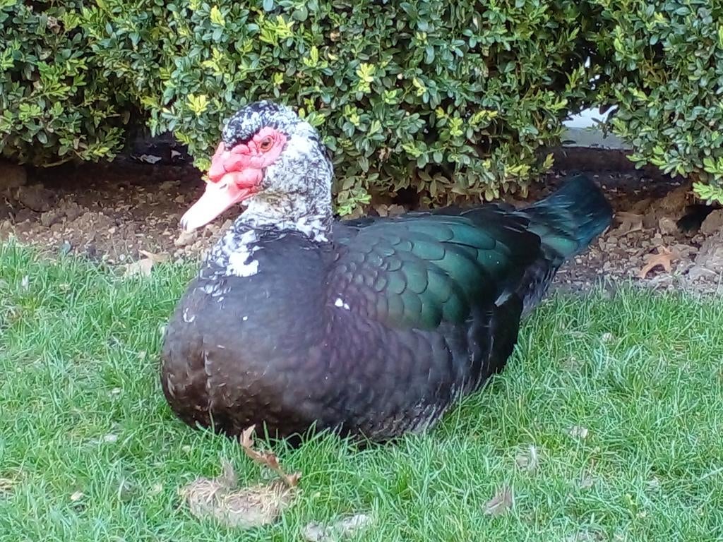 Mooie barberie woerd, Dieren en Toebehoren, Pluimvee, Mannelijk, Eend