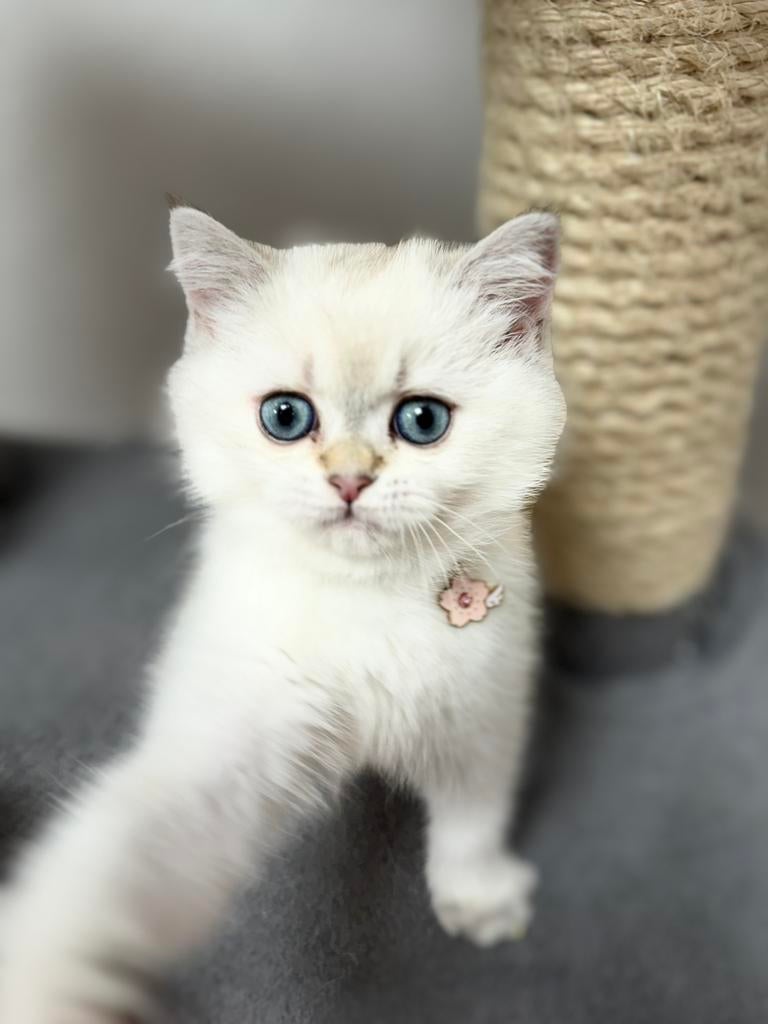 kittens Britse korthar, Dieren en Toebehoren, Katten en Kittens | Raskatten | Korthaar, Meerdere dieren, Gechipt, 0 tot 2 jaar