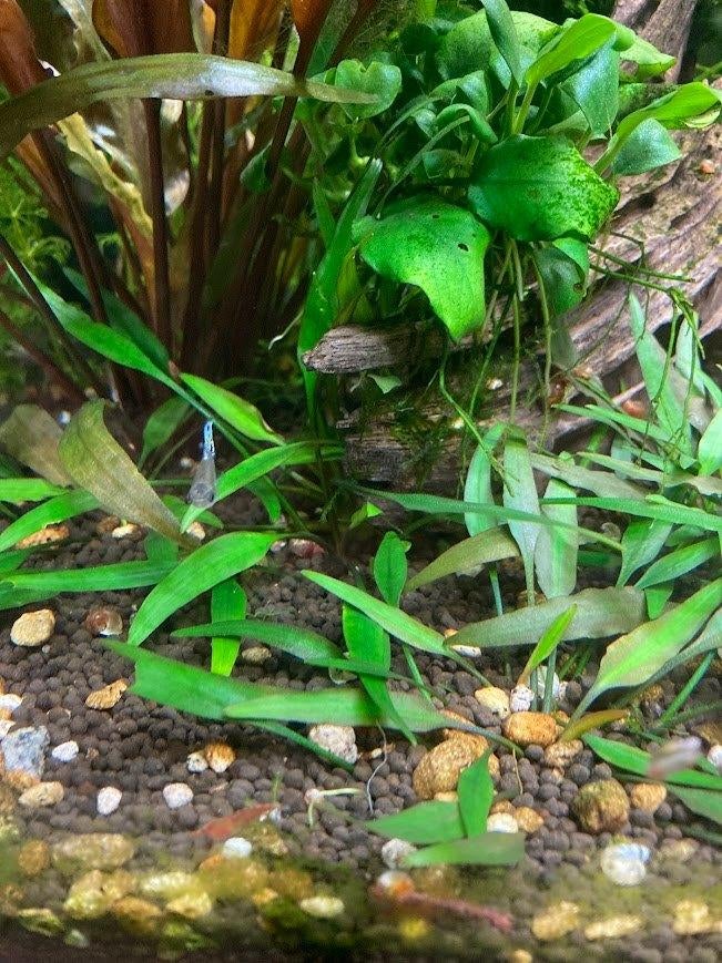Cryptocoryne Groen, Dieren en Toebehoren, Ophalen