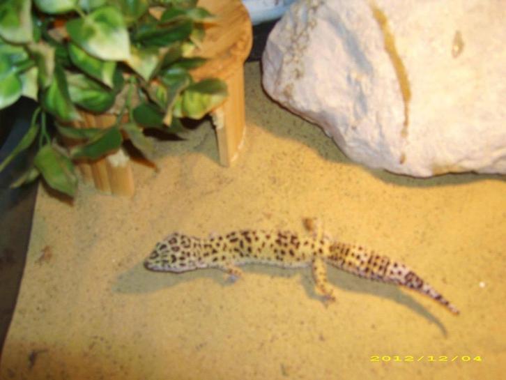 Terrarium en dieren gezocht “ geen slangen “, Dieren en Toebehoren, Reptielen en Amfibieën