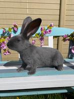 Reuzenvlinder Groot-Lotharinger blauw ram ras,-kleurzuiver, Dieren en Toebehoren, Konijnen, Groot