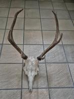 Herten schedel met gewei jacht overkapping hut, Verzamelen, Dierenverzamelingen, Ophalen of Verzenden, Gebruikt, Hert, Schedel