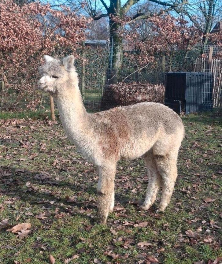 Jonge Alpaca Merrie, Dieren en Toebehoren, Overige Dieren, Vrouwelijk, Mei