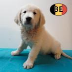 Golden Retriever pups te koop – puur geluk en zachtheid, Dieren en Toebehoren, België, Handelaar, 8 tot 15 weken, Meerdere