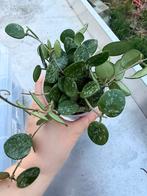 Hoya mathilde splash, Ophalen