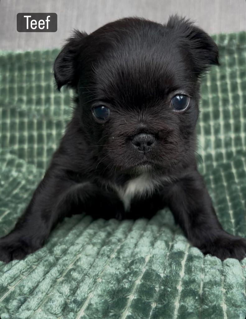 Franse bulog pups, Hépatite contagieuse (maladie de Rubarth), 8 à 15 semaines, Bouledogue, Plusieurs