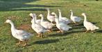 Ganzen, Animaux & Accessoires, Volatiles, Plusieurs animaux, Oie ou Cygne