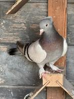 Takla duiven, Animaux & Accessoires