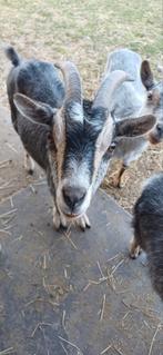 Geit - 1st. - Blauwschimmel tan - 2 jaar oud, Dieren en Toebehoren, Geit