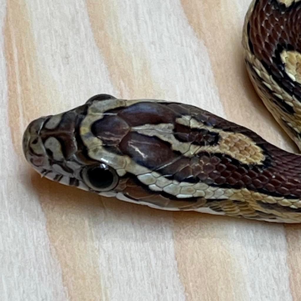 Caramel Korenslang 10 maand, vrouw (Laatste!), Slang, Tam, 0 tot 2 jaar