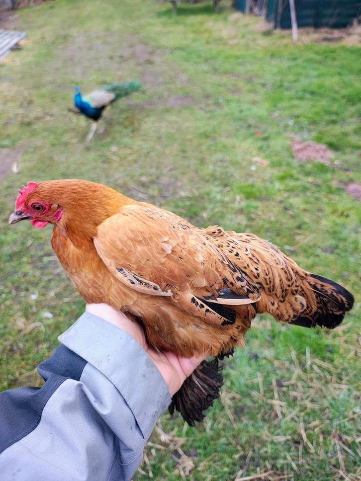 2 sabelpoot kriel Hennen van 2025, Dieren en Toebehoren, Pluimvee