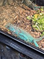 Jonge leguanen- kleuren blauw en Axanthic, Amfibie