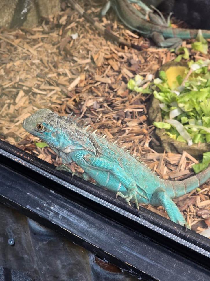 Jonge leguanen- kleuren blauw en Axanthic, Dieren en Toebehoren, Reptielen en Amfibieën, Amfibie