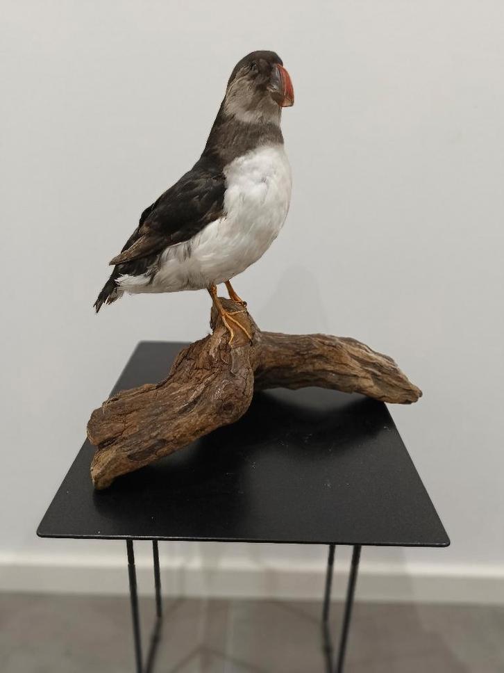 Opgezette Papegaaiduiker, Verzamelen, Swarovski, Nieuw, Verzenden