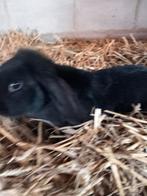 Mooie vrouwelijke hangoor volwassen, Oreilles tombantes