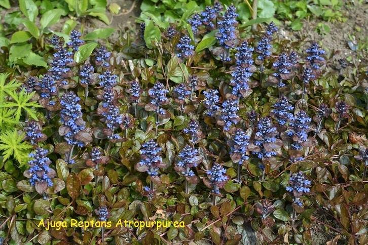 Ajuga reptans "Atropurpurea", Jardin & Terrasse, Plantes | Jardin, Plante fixe, Couvre-sol, Plein soleil, Printemps, Enlèvement