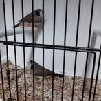 Bichenow x ceresamadine