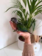 Baby Pyrrhura Molinae (wildkleur), Dieren en Toebehoren