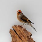 Métis de chardonneret avec cage male 2024, Enlèvement, Neuf, Métal, Volière