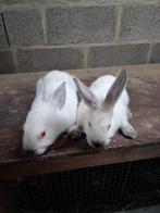 Californiers, Dieren en Toebehoren, Konijnen, Mannelijk, Groot, 0 tot 2 jaar