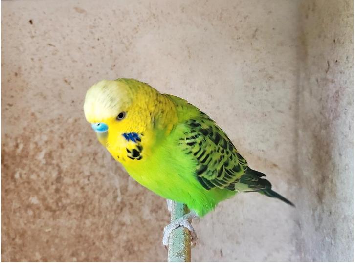 Koppels grasparkieten, mannetjes ook apart te koop, Dieren en Toebehoren, Vogels | Parkieten en Papegaaien, Parkiet, Meerdere dieren