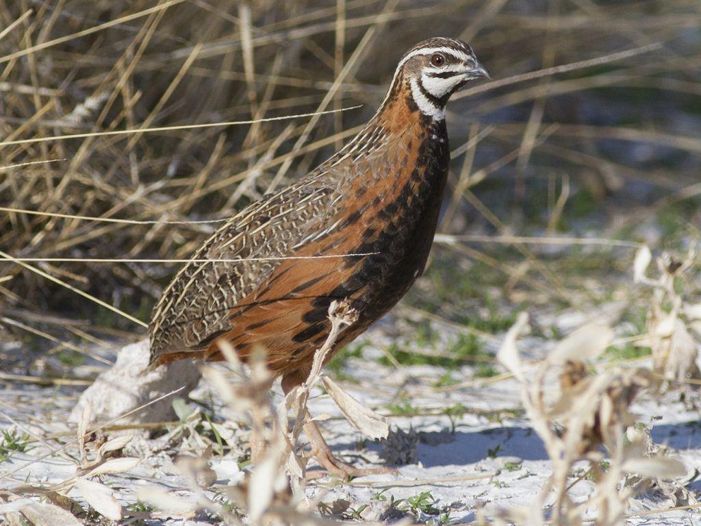 Harlekijnkwartel haantjes 5 euro, Mannelijk, Tropenvogel