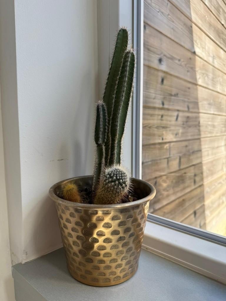 Plante d'intérieur - pot inclus, Maison & Meubles, Plantes d'intérieur, Enlèvement ou Envoi, En pot