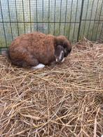 Gratis konijntje, Animaux & Accessoires, Lapins, Femelle, Petit, Oreilles tombantes, 3 à 5 ans