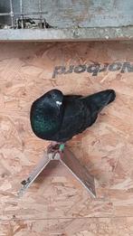 Pigeons très actifs, prix à convenir., Animaux & Accessoires, Oiseaux | Pigeons