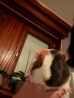 2 mannelijke cavias, Novembre, Cobaye, Domestique