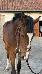 Prachtige jaarling hengst, Dieren en Toebehoren, Paarden, Springpaard, Gechipt, 0 tot 2 jaar, Hengst