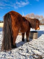 Lieve Shetland merrie, Animaux & Accessoires, Poneys, Jument, Avec puce électronique