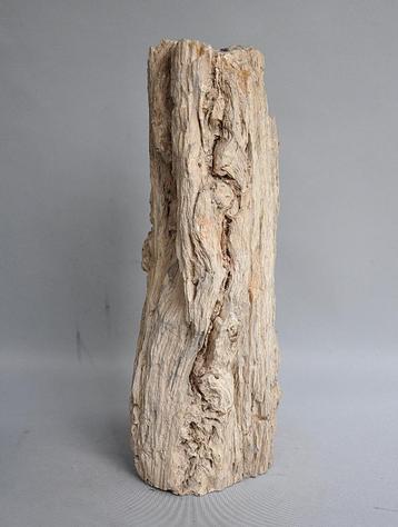 Schitterend stuk versteend hout - ca 20 miljoen jaar oud beschikbaar voor biedingen