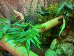 Groene daggekko, Dieren en Toebehoren