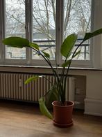 Plante verte, Huis en Inrichting, Kamerplanten, Groene kamerplant, Ophalen, 100 tot 150 cm