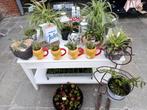 Graslelies, struiken, sierfruitplanten, boompjes, ijzerkruid, Tuin en Terras, Planten | Tuinplanten, Ophalen