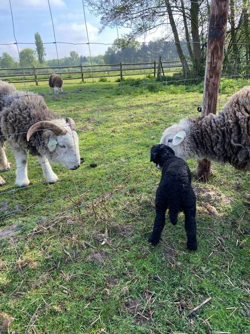 Herdwick schapen te koop, Dieren en Toebehoren, Schapen, Geiten en Varkens, Schaap, Meerdere dieren, 0 tot 2 jaar