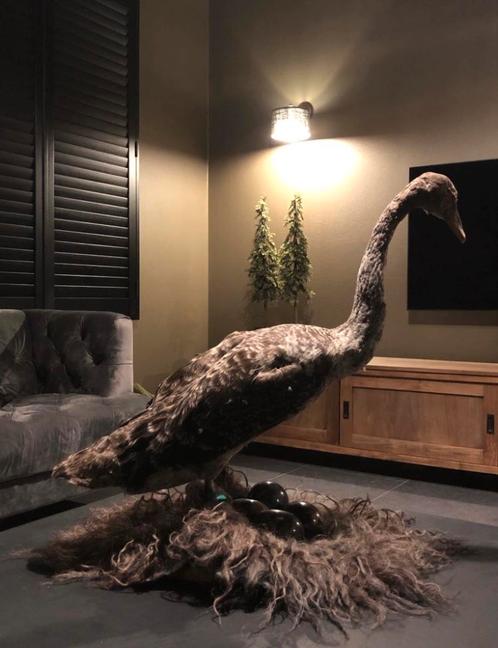 Taxidermie - opgezette zwarte zwaan, Verzamelen, Dierenverzamelingen, Opgezet dier, Overige soorten, Ophalen
