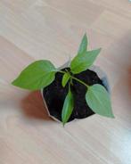 Jalapeno | Peper Planten, Tuin en Terras, Ophalen