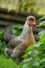 kleurleggers marans , cream legbar , araucana 5+1 GRATIS, Dieren en Toebehoren, Pluimvee, Vrouwelijk, Kip