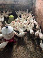 Jonge leghorn kippen te koop, Dieren en Toebehoren, Pluimvee, Vrouwelijk, Kip