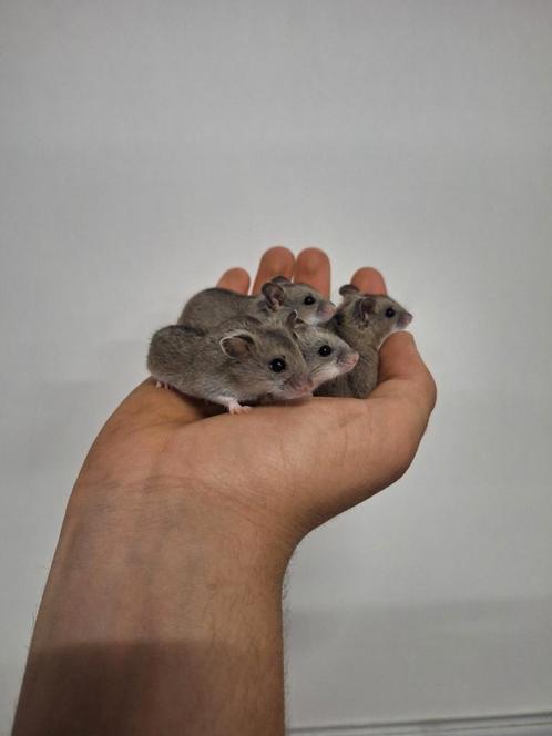 Jonge chinese dwerghamster vrouwtjes. Handtam, Dieren en Toebehoren, Knaagdieren, Hamster, Tam