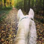 gratis paardenmest, Tuin en Terras, Aarde en Mest, Ophalen, Mest