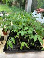 Zelf gekweekte tomaten, Tuin en Terras, Planten | Tuinplanten, Ophalen